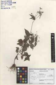 Attēlu rezultāti vaicājumam “Galinsoga quadriradiata leaf”