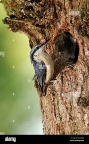 Attēlu rezultāti vaicājumam “Sitta europaea nest”