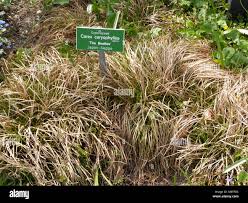 Attēlu rezultāti vaicājumam “Carex caryophyllea fruit”