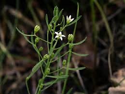 Attēlu rezultāti vaicājumam “Thesium ebracteatum leaf”