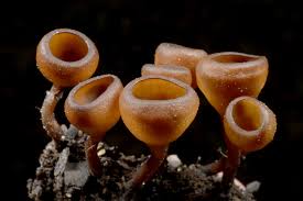 Attēlu rezultāti vaicājumam “Dumontinia tuberosa”