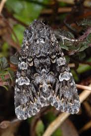 Attēlu rezultāti vaicājumam “Papestra biren”