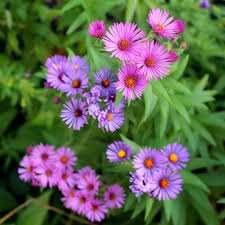 Image result for Aster novae-angliae