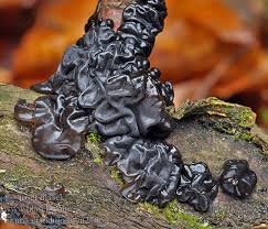 Attēlu rezultāti vaicājumam “Exidia glandulosa”