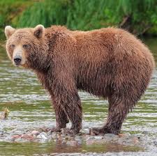 Attēlu rezultāti vaicājumam “Ursus arctos”