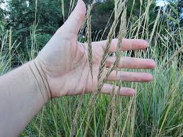 Attēlu rezultāti vaicājumam “Elytrigia repens subsp. arenosa”