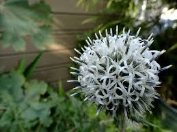Attēlu rezultāti vaicājumam “Echinops sphaerocephalus flower”