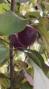 Attēlu rezultāti vaicājumam “Prunus cerasifera fruit”