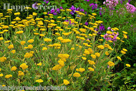 Image result for Achillea filipendulina