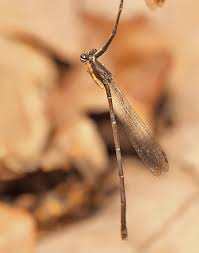 Attēlu rezultāti vaicājumam “Eupteryx vittata”