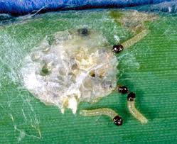 Attēlu rezultāti vaicājumam “Euura brevicornis larva”