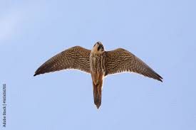 Attēlu rezultāti vaicājumam “Falco subbuteo”