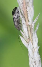 Attēlu rezultāti vaicājumam “Metylophorus nebulosus”