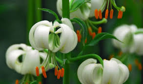 Attēlu rezultāti vaicājumam “Lilium martagon flower”