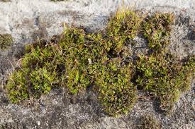 Attēlu rezultāti vaicājumam “Tortula muralis”