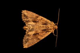 Attēlu rezultāti vaicājumam “Apamea monoglypha”