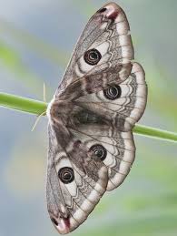 Attēlu rezultāti vaicājumam “Saturnia pavonia female”