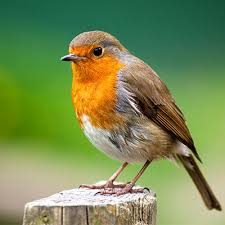 Attēlu rezultāti vaicājumam “Erithacus rubecula adult”