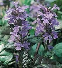 Attēlu rezultāti vaicājumam “Ajuga reptans bud”