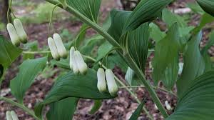Attēlu rezultāti vaicājumam “Polygonatum multiflorum  leaf”