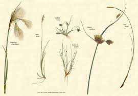 Attēlu rezultāti vaicājumam “Carex dioica male flower”