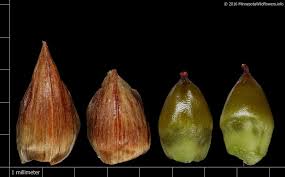 Attēlu rezultāti vaicājumam “Cladium mariscus fruit”