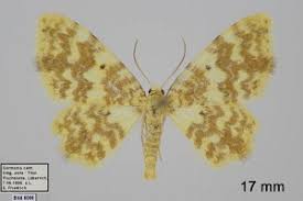 Attēlu rezultāti vaicājumam “Hydrelia flammeolaria”