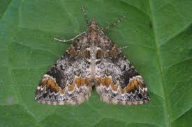 Attēlu rezultāti vaicājumam “Dysstroma truncata”