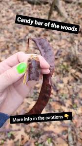 Attēlu rezultāti vaicājumam “Gleditsia triacanthos fruit”