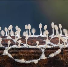 Attēlu rezultāti vaicājumam “Cribraria violacea macro”