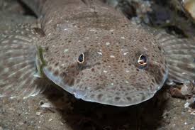 Image result for Platycephalus richardsoni