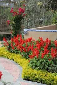 Image result for Salvia splendens