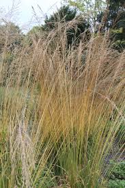 Attēlu rezultāti vaicājumam “Molinia caerulea”