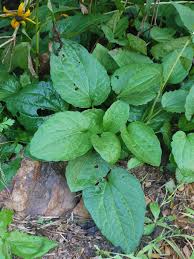 Attēlu rezultāti vaicājumam “Rudbeckia hirta var. hirta leaf”