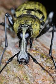 Attēlu rezultāti vaicājumam “Anthribidae”