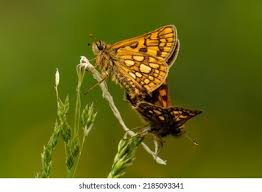 Attēlu rezultāti vaicājumam “Carterocephalus palaemon”