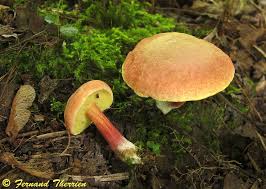 Attēlu rezultāti vaicājumam “Xerocomus rubellus”