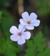 Attēlu rezultāti vaicājumam “Geranium robertianum flower”