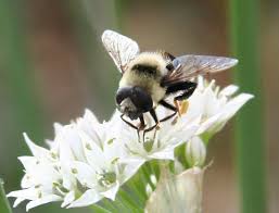 Attēlu rezultāti vaicājumam “Eristalis sp.”