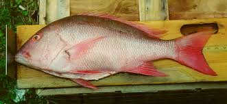 Image result for Rhomboplites aurorubens