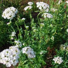 Attēlu rezultāti vaicājumam “Silene chalcedonica fruit”