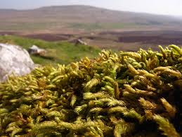 Attēlu rezultāti vaicājumam “Antitrichia curtipendula”