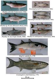 Image result for Crenimugil seheli