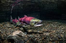 Image result for Oncorhynchus nerka