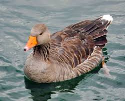 Attēlu rezultāti vaicājumam “Anser anser”