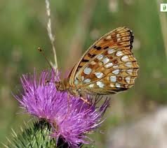 Attēlu rezultāti vaicājumam “Argynnis adippe female”