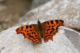 Attēlu rezultāti vaicājumam “Polygonia c-album underside”
