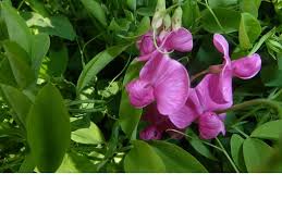 Attēlu rezultāti vaicājumam “Lathyrus tuberosus”