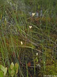 Attēlu rezultāti vaicājumam “Juncus stygius”
