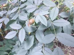 Attēlu rezultāti vaicājumam “Rosa glauca leaf”